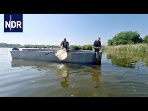 Seegeschichten vom Dümmer | die nordstory | NDR Doku