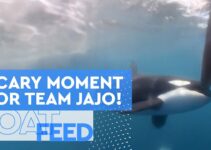 ORCA ENCOUNTER AT GIBRALTAR FOR TEAM JAJO | The Ocean Race