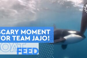ORCA ENCOUNTER AT GIBRALTAR FOR TEAM JAJO | The Ocean Race